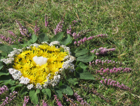 Obsah obrázku rostlina, květina, Jednoletá rostlina, venku